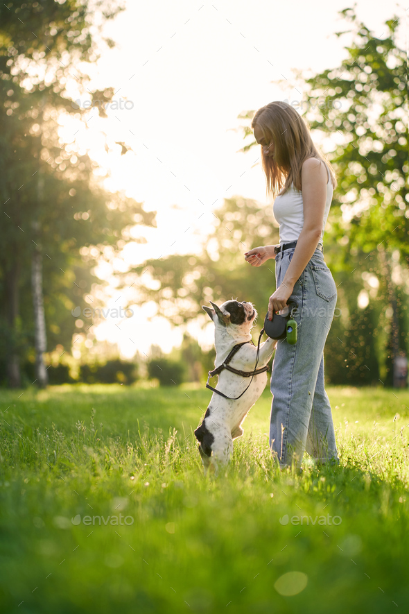 Young woman training french bulldog in park.