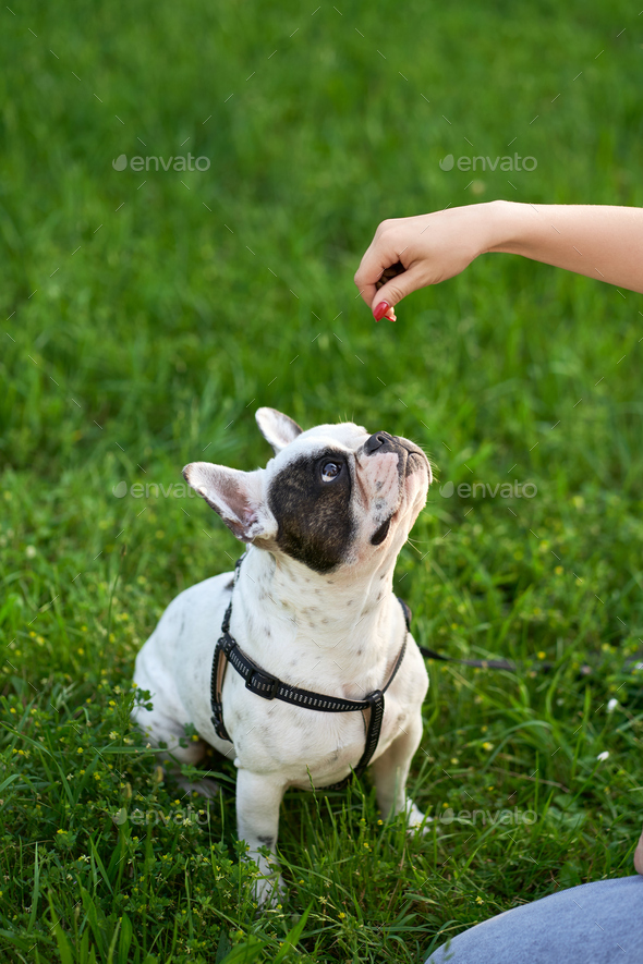 Woman feeding french bulldog on garss.