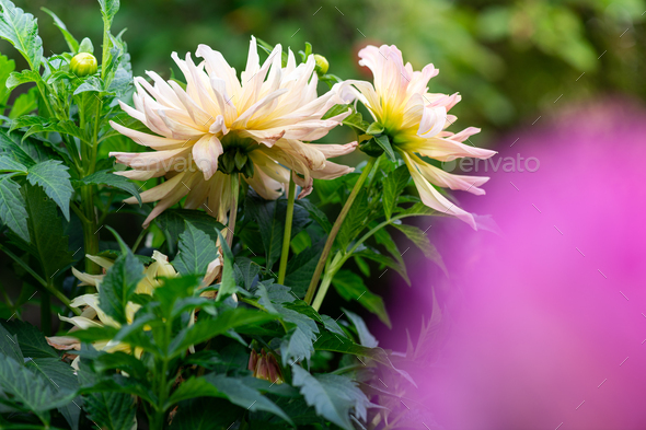 Pastel Yellow Dahlia Flower In Garden Beautiful Dahlia Flower Over Blurred Green Background