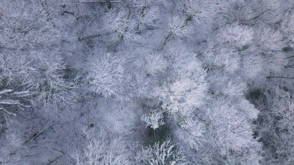 Flying over a Frosty Forest