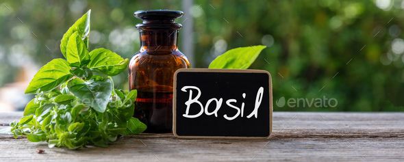 Basil herb essential oil and text label. Aromatic culinary plant