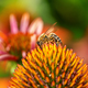Bee collecting nectar at a coneflower blossom - PhotoDune Item for Sale