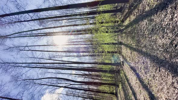 The Panoramic Footage of Spring Park at Sunny Day Shadows of Black Trunks of Trees at Clear Weather alt