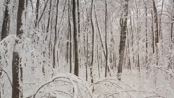 Fantasy Forest with Snow Falling in Winter alt