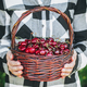 Cherry. Freshly harvested sweet cherries in basket. - PhotoDune Item for Sale