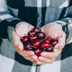 Cherry. Farmers hands with freshly harvested sweet cherries. - PhotoDune Item for Sale