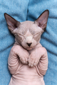 Sphynx Cat blue mink and white color with closed eyes, sleeping lying down on his back on blue jeans - PhotoDune Item for Sale