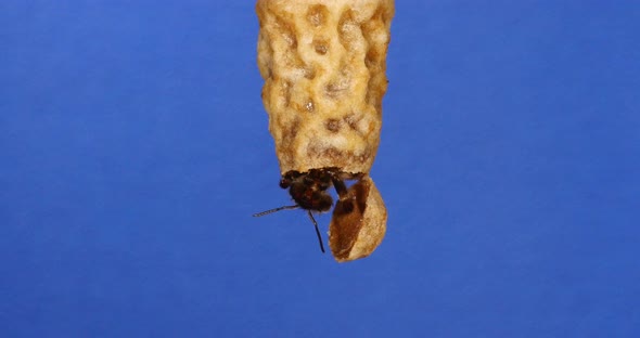 European Honey Bee, apis mellifera, emergence of a queen, Bee Hive in Normandy, Real Time 4K alt