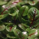 Growed Sorrel Microgreens are Watered in Slow Motion Vertical Farming Microgreens Vitaminized