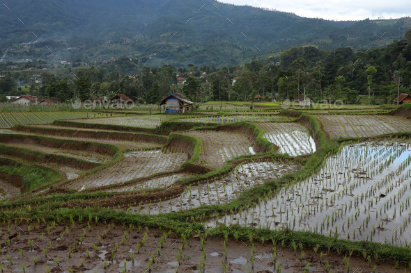 Rice field view in the countryside