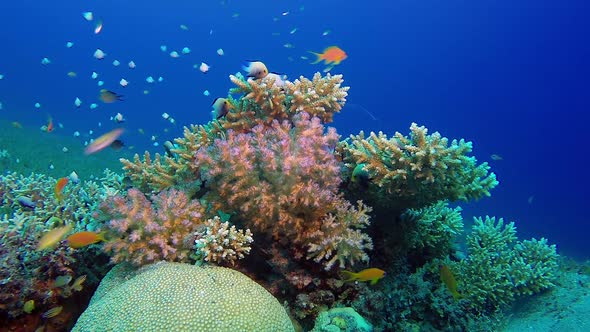 Underwater Sea Coral Reef, Stock Footage | VideoHive