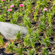 Watering spring flower plant - PhotoDune Item for Sale