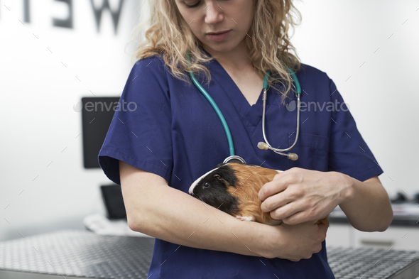 Close up of female vet holding guinea pig on the hand