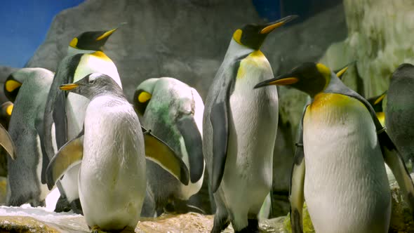 Emperor Penguins with Chicks Close Up alt