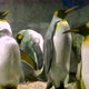 Emperor Penguins with Chicks Close Up - VideoHive Item for Sale