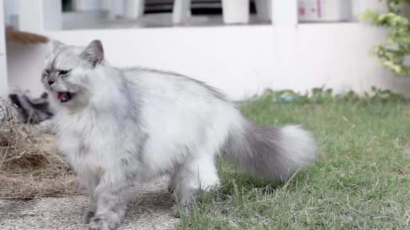 White long hair Persian Chinchilla adult female cat breathing heavily and jumping hunting insects in alt