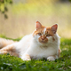 Laying on backyard grass red domestic cat - PhotoDune Item for Sale