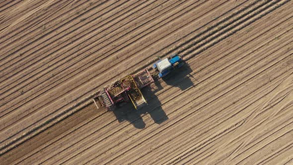 Tractor Collects Ripe Tubers Of Vegetables In An Agricultural Field alt