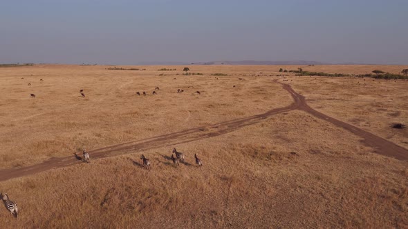 Aerial of zebras and gnus in Masai Mara alt
