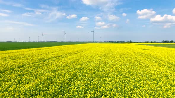 The rapeseed field against the background of the wind power stations, view from a drone alt