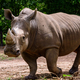 Rhinoceros is a large mammals, Endangered animal - PhotoDune Item for Sale