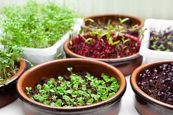Different micro greens