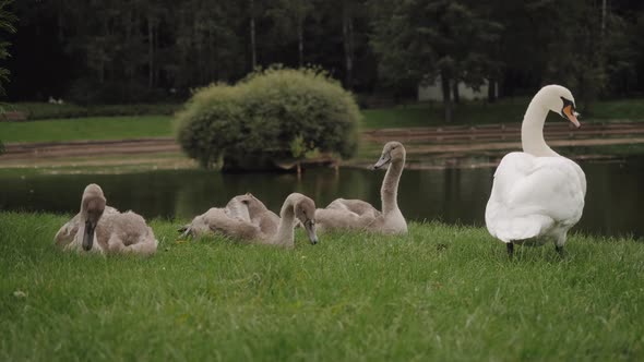 A Family of Swans is Resting on the Shore of a Pond