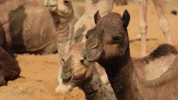 Camels at the Pushkar Fair Also Called the Pushkar Camel Fair or Locally As Kartik Mela alt