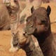 Camels at the Pushkar Fair Also Called the Pushkar Camel Fair or Locally As Kartik Mela - VideoHive Item for Sale