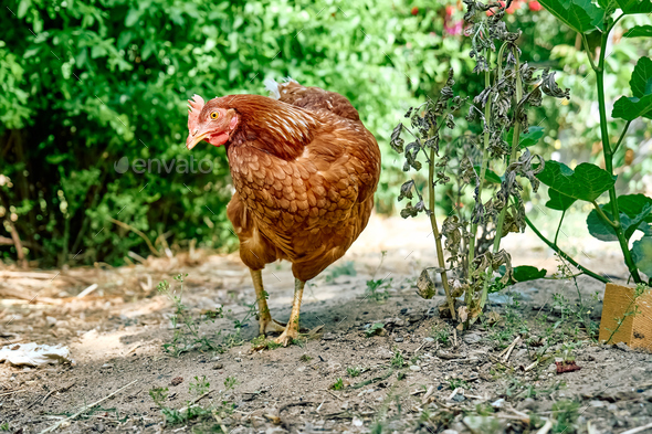 Free-grazing domestic hen in walk-in chicken run on a traditional free range poultry organic farm.