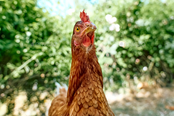 Free-grazing domestic hen in walk-in chicken run