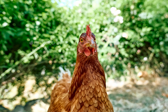 Free-grazing domestic hen in walk-in chicken run on a traditional free range poultry organic farm.