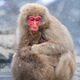 Snow monkey holding baby monkey  in a snowstrom, Japan - PhotoDune Item for Sale