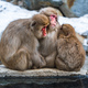 Snow monkey family, Jigokudani Monkey Park, Nagano, Japan - PhotoDune Item for Sale