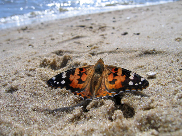Painted Lady Butterfly on the sand - Stock Photo - Images