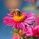 Bee collecting nectar at a pink aster blossom - PhotoDune Item for Sale