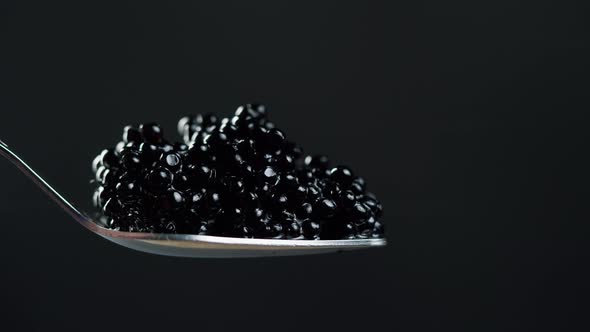 Black Caviar Closeup alt
