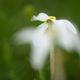 Poet&#39;s daffodil, Narcissus poeticus, in bloom in Italian  mountain meadow. - PhotoDune Item for Sale