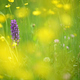 Wild orchid flowers blooming in Italian meadow - PhotoDune Item for Sale