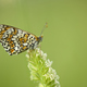 Closeup of butterly sitting on flower in an Italian meadow - PhotoDune Item for Sale