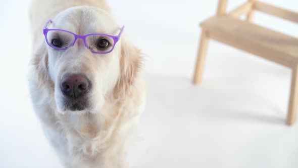 Beautiful Dog with a Wearing Glasses Posing in the Studio