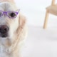 Beautiful Dog with a Wearing Glasses Posing in the Studio - VideoHive Item for Sale