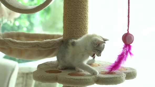 Cute Persian Cat Playing Toy On Cat Tower Slow Motion  alt