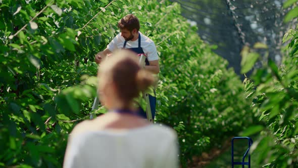 Farm Workers Team Checking Berry Quality in Green Farmland Plantation Concept alt