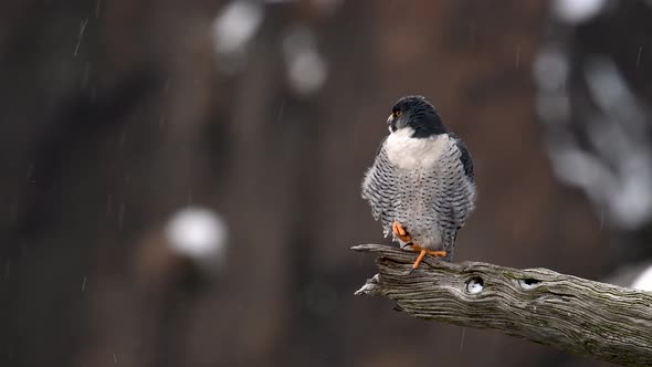 Peregrine Falcon in the Snow Video Clip in 4k
