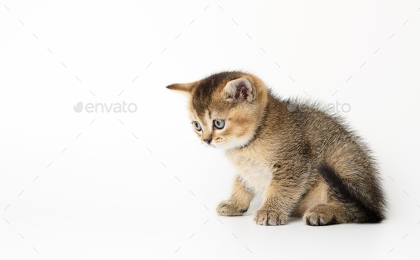 Little Scottish straight kitten sits sideways on a white background