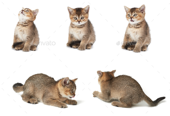 Kitten Scottish chinchilla straight sits on a white isolated background. Animal in different poses