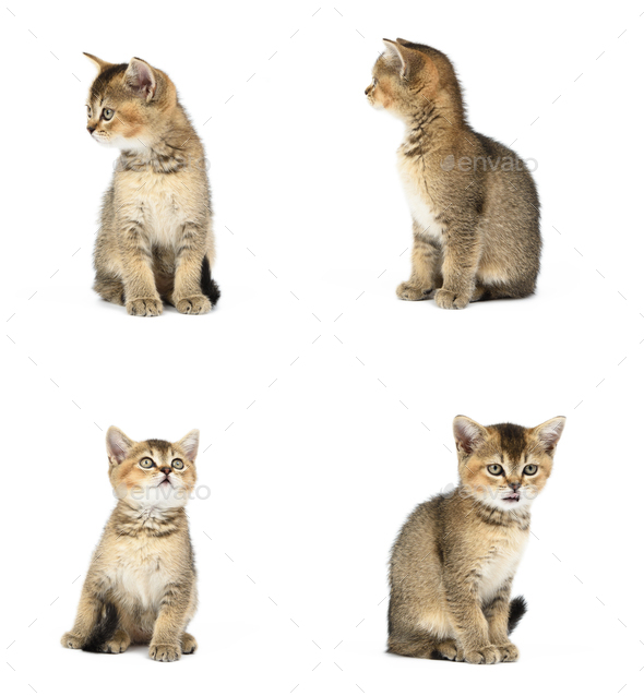 Small short-haired Scottish Straight kitten sits on a white background. Animal in different poses