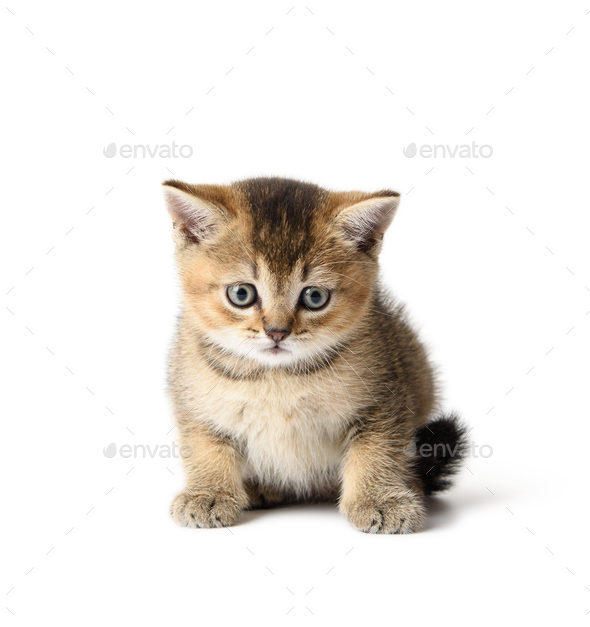Kitten Scottish chinchilla straight sits on a white background