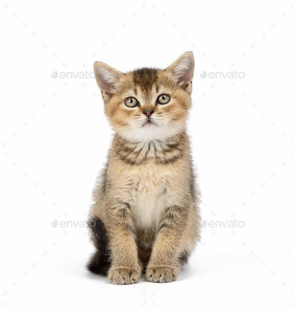 Kitten golden ticked Scottish chinchilla straight sits on a white background